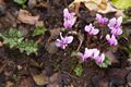 Cyclamen hederifolium-1 Cyklamen bluszczolistny